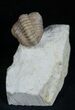 Arched Kainops Trilobite - Oklahoma #1880-2
